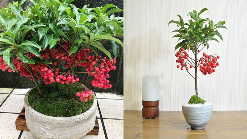 Những chùm quả kim ngân lượng đỏ tươi rực rỡ tượng trưng cho sự may mắn và tài lộc
