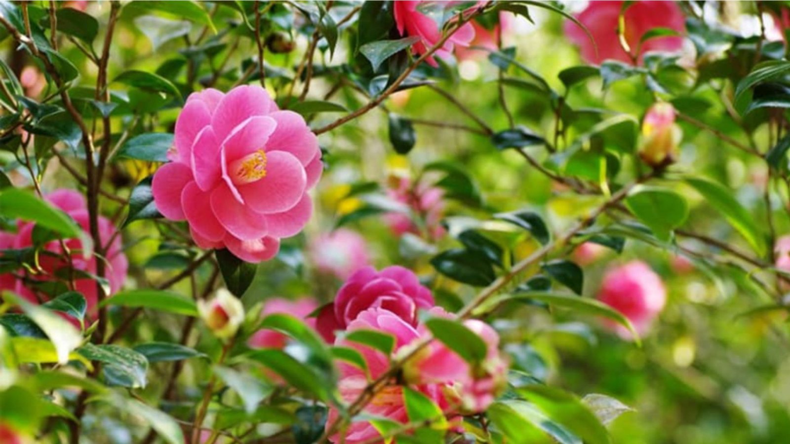 Những công dụng tuyệt vời của cây hoa trà trong đời sống và phong thủy