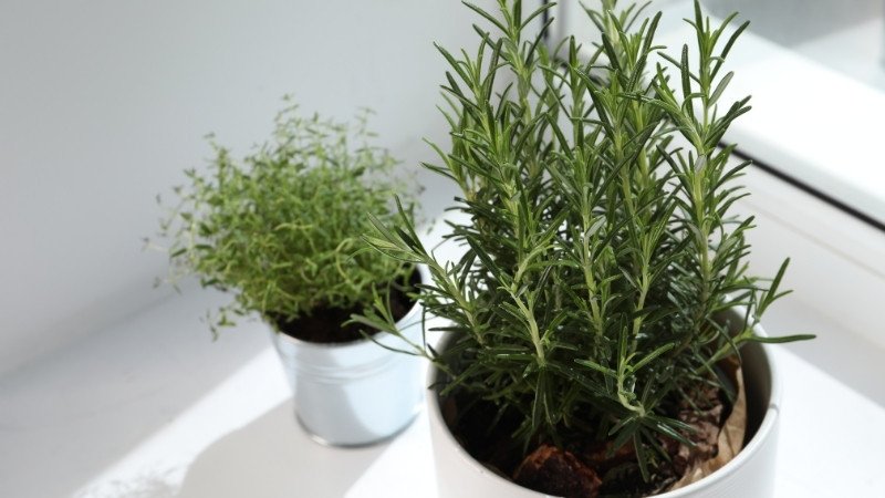 Những điều kiêng kỵ khi trồng cây hương thảo, tránh đặt ở nơi tối tăm