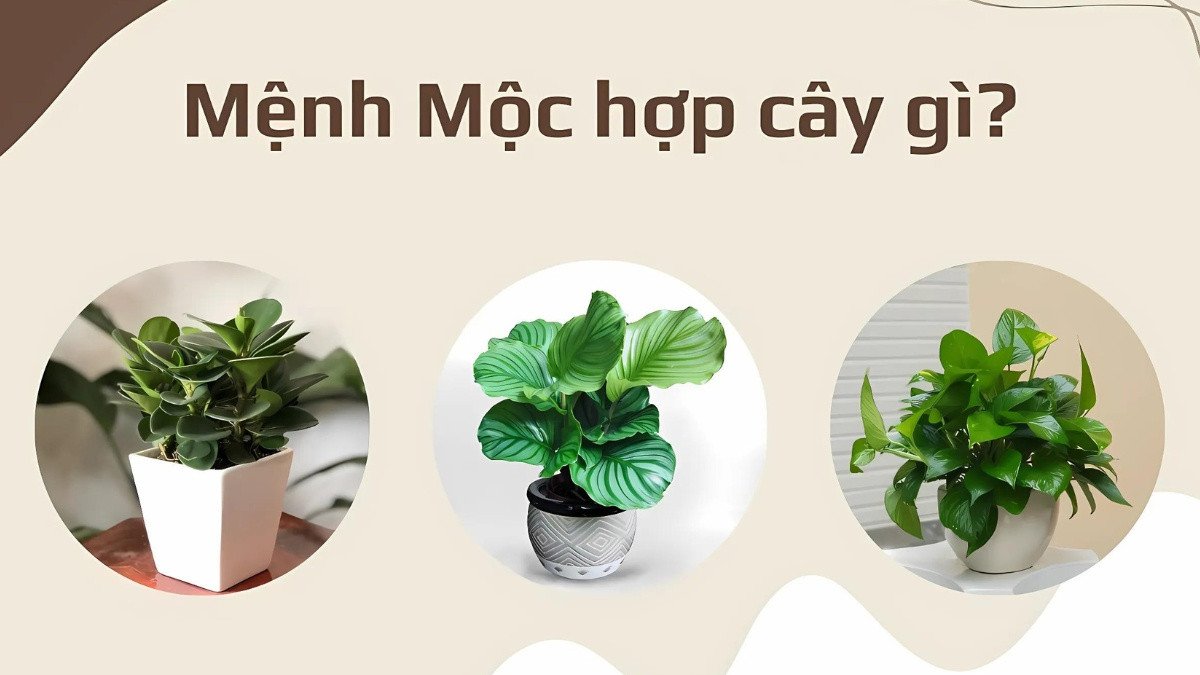 Những loại cây cảnh phong thủy lý tưởng cho người mệnh Mộc