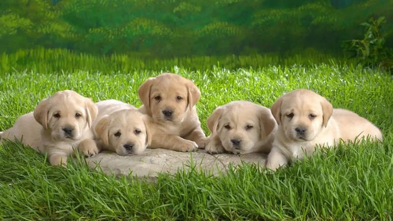 Những tuổi cha mẹ nên tránh sinh con vào năm Canh Tuất 2030 theo nguyên tắc ngũ hành