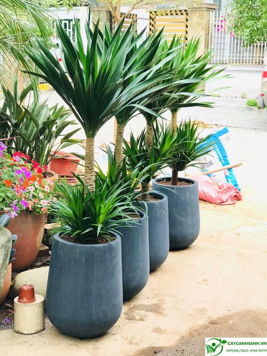 Nơi bày bán cây phát tài núi chất lượng cao