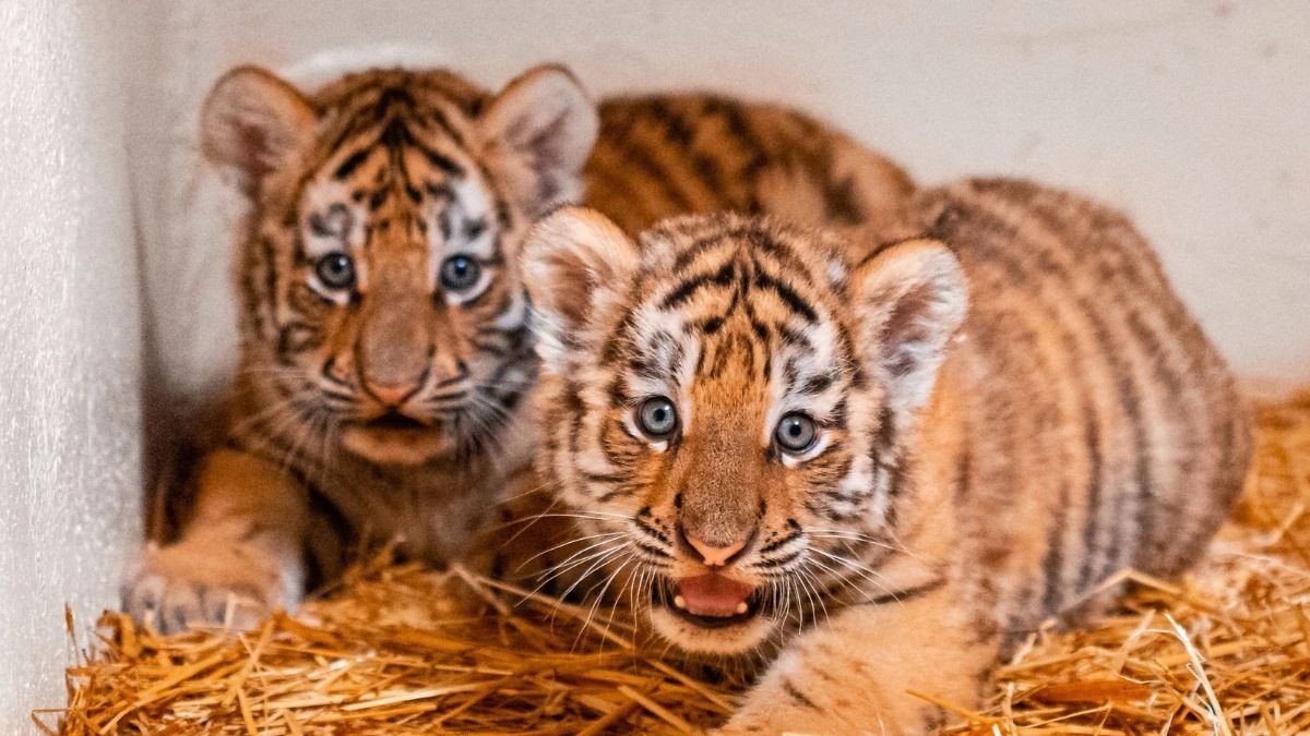 Nữ sinh năm 2022 hợp màu gì