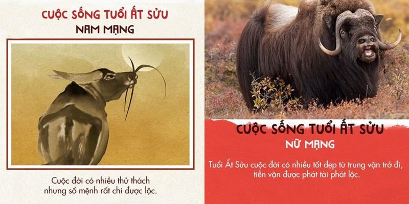 Phong thủy tuổi Ất Sửu 1985 mệnh Kim hợp màu gì mang lại tài lộc