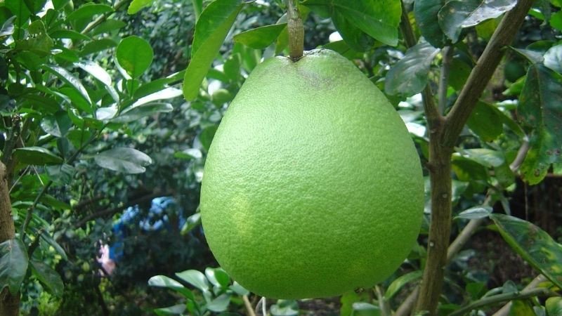 Quả bưởi xanh tròn đầy dùng để cúng rằm tháng 7