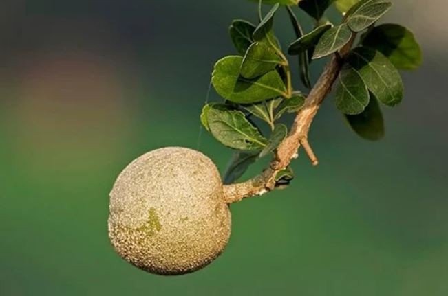 Quả của cây cần thăng hợp mệnh gì