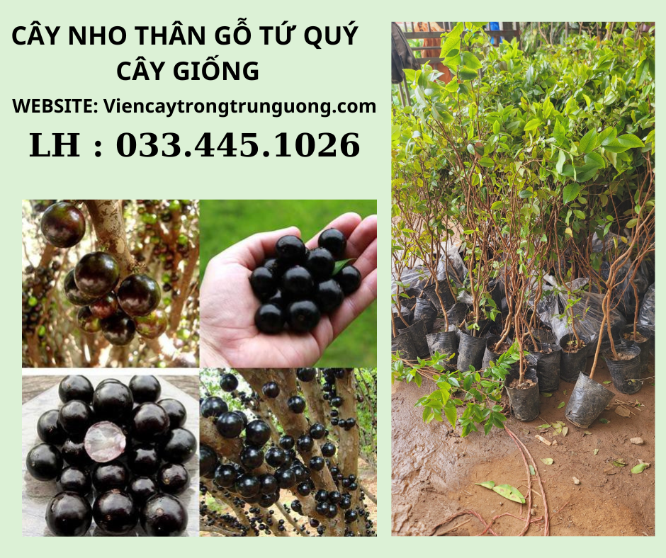 Quả nho thân gỗ chín mọng trên thân cây giàu dinh dưỡng và có nhiều tác dụng tốt cho sức khỏe con người