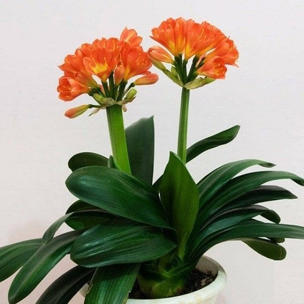 Quá trình giâm cành Lan Quân Tử, minh họa cách nhân giống cây hiệu quả để cây lan quân tử hợp mệnh gì.