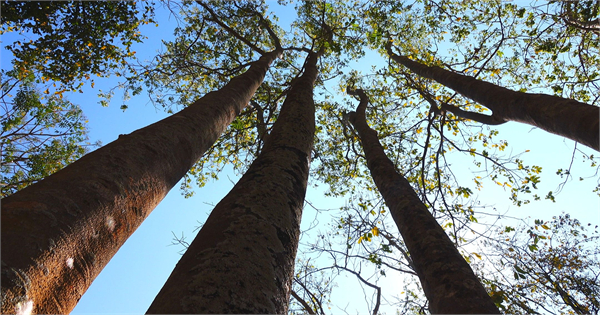 Quá trình hình thành gỗ kỳ nam từ cây dó bầu bị tổn thương tự nhiên trong rừng sâu