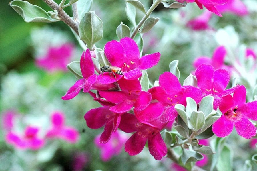Quá trình trồng cây Tuyết Sơn Phi Hồng cẩn thận