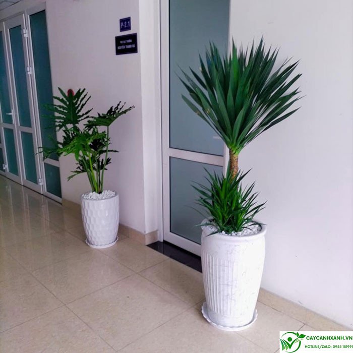 Quy trình trồng và nhân giống cây phát tài núi