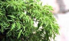 Rễ cây đinh lăng quý giá được khai thác