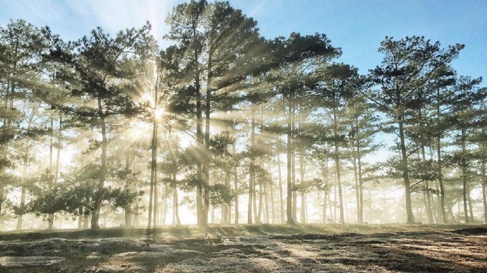 Rừng thông - nguồn cung cấp nguyên liệu gỗ