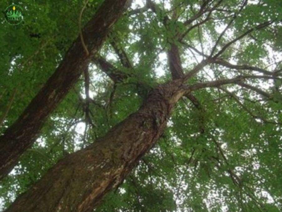 Bộ bàn ghế phòng khách chế tác từ gỗ cẩm thể hiện sự sang trọng và giá trị của gỗ cẩm là gì