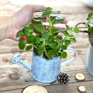 sen thơm làm cây cảnh