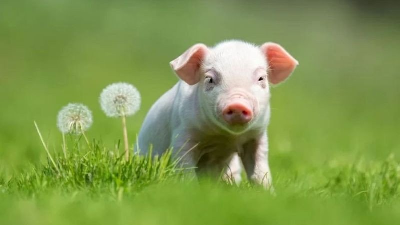 Sinh con 2031 kỵ tuổi nào