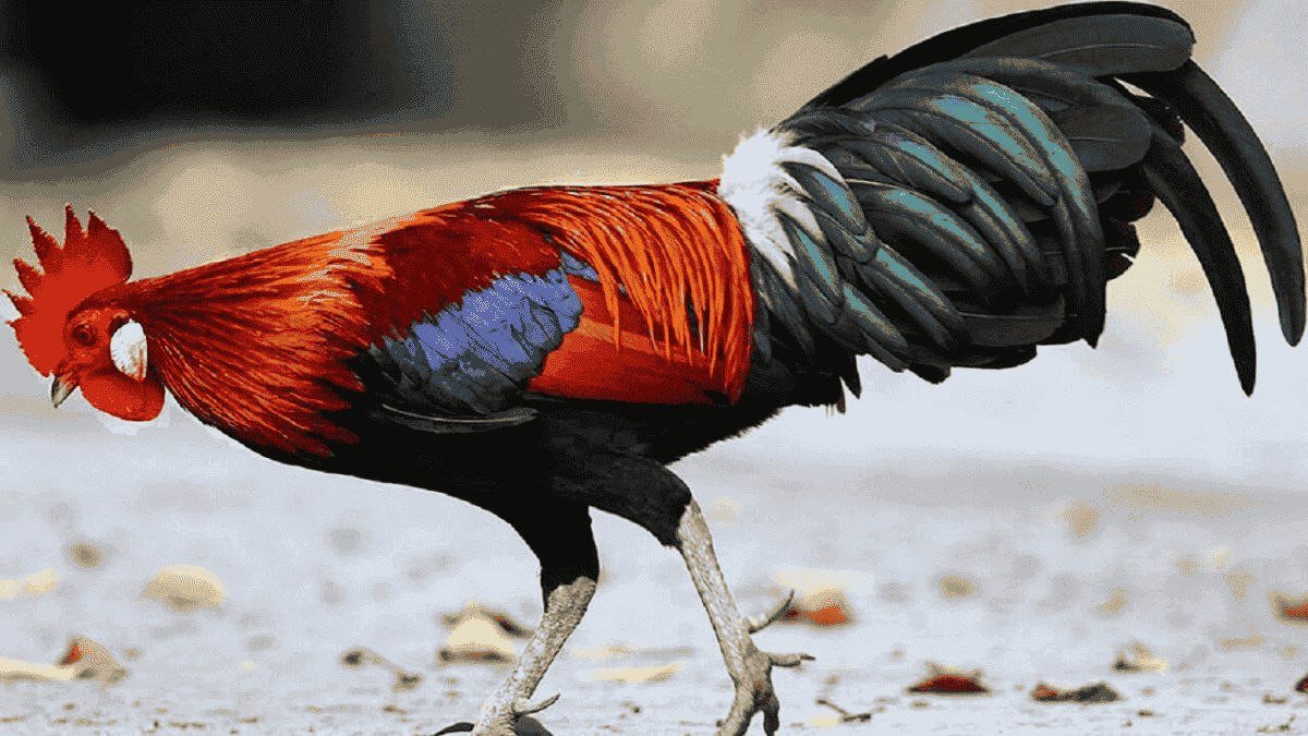 Sinh năm 1969 mệnh gì và con số hợp