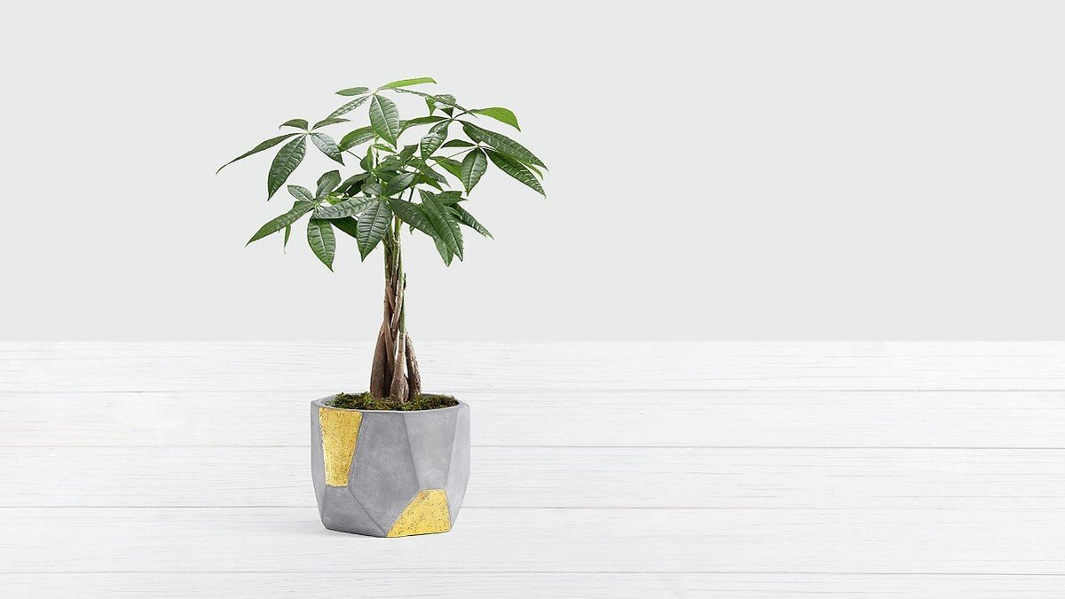 Sinh năm 1993 hợp cây gì