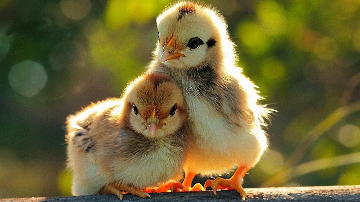 Sơ đồ hướng tốt cho người tuổi Kỷ Dậu 1969 trong phong thủy