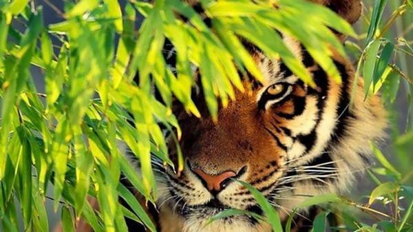 Sơ đồ tử vi tổng quan của nữ Mậu Dần 1998, người 25 tuổi là tuổi con gì theo lịch âm
