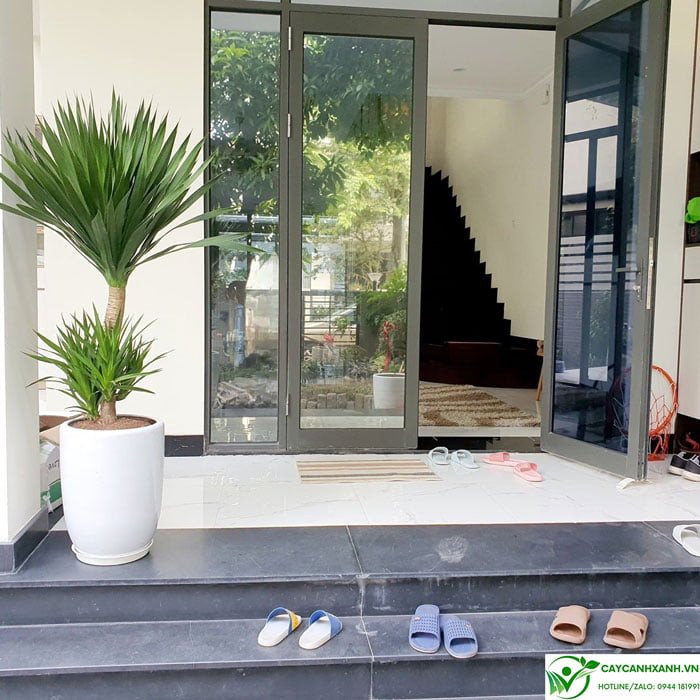 Sơ đồ ý nghĩa phong thủy của cây phát tài núi