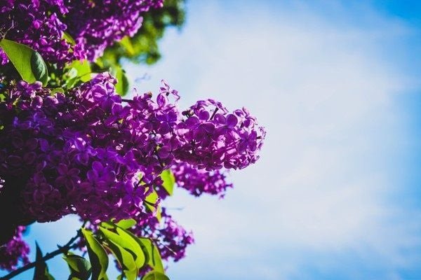 Song Ngư với màu tím violet mộng mơ biểu trưng cho trí tưởng tượng và nghệ thuật