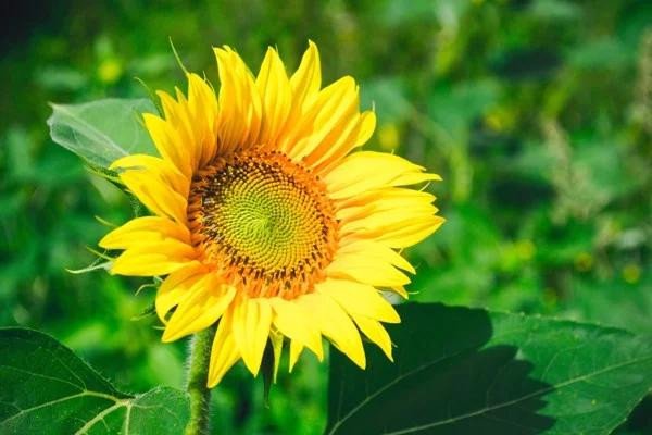 Song Tử gắn liền với màu vàng sáng tượng trưng cho sự lạc quan và trí tuệ