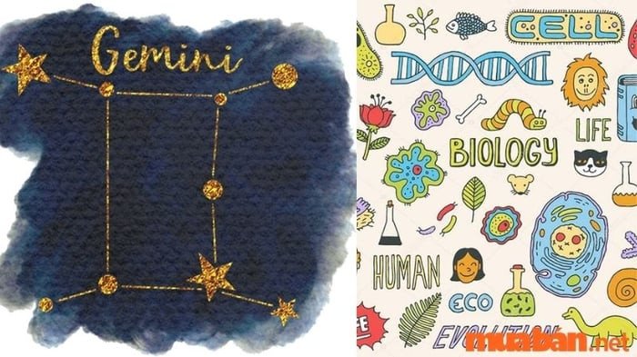 Song Tử không ưa môn Sinh học, dù thông minh nhưng khó tiếp thu kiến thức chi tiết về cơ thể sống.