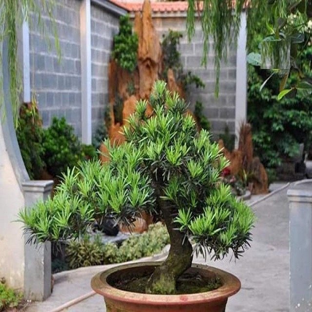 Sự đa dạng về kích thước và dáng thế của cây vạn niên tùng trên thị trường, ảnh hưởng đến giá cây vạn niên tùng và sự lựa chọn của người chơi cây cảnh.