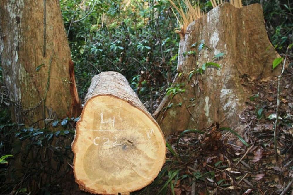 Tác phẩm điêu khắc tinh xảo từ gỗ chun thể hiện vẻ đẹp độc đáo của vân gỗ tự nhiên