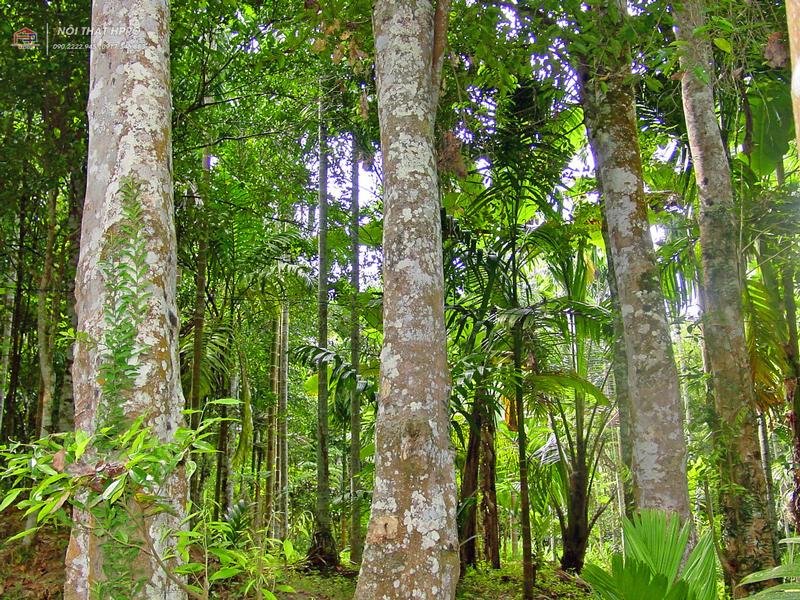 Hình ảnh thân cây gỗ chiêu liêu trưởng thành trong tự nhiên với vỏ xù xì