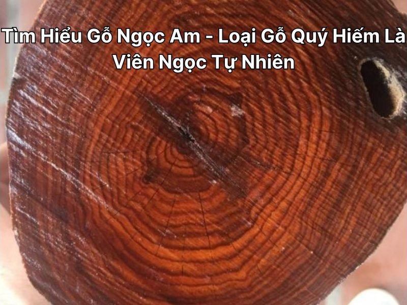 Thân cây gỗ Ngọc Am cổ thụ với những đường vân gỗ tự nhiên uốn lượn và màu sắc vàng óng đặc trưng