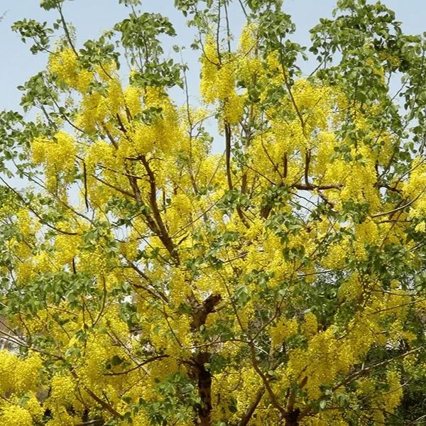 Thân cây gỗ giàng giàng tự nhiên trong rừng nguyên sinh với vỏ cây xù xì đặc trưng