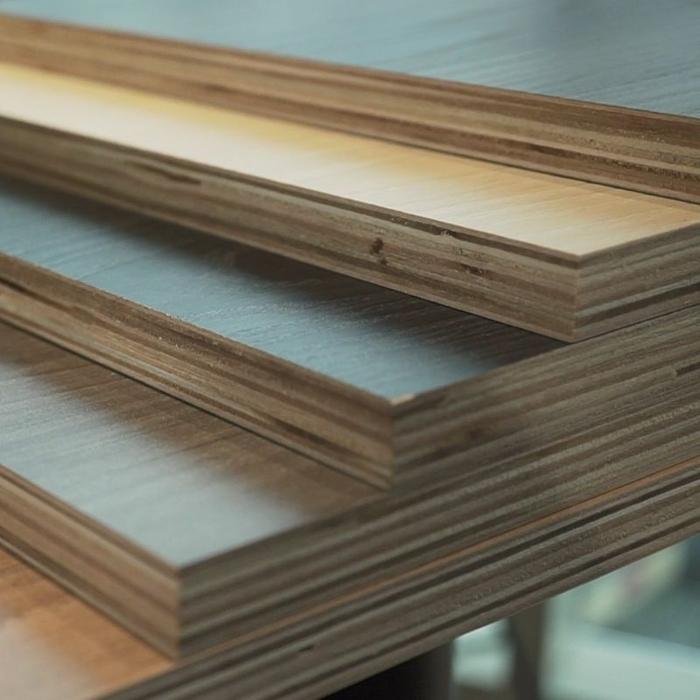 Thân cây gỗ hoa sữa được cắt thành khúc chuẩn bị cho việc chế biến làm bột giấy hoặc ván ép