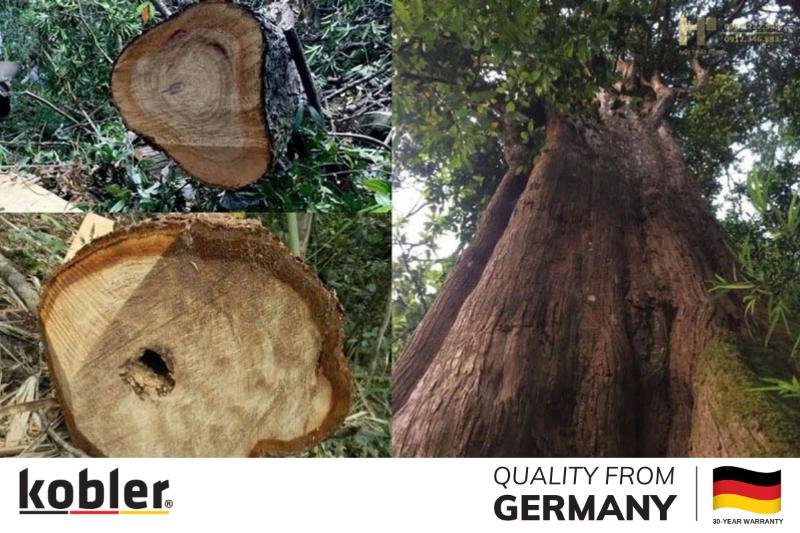 Thân gỗ Pơ Mu cổ thụ với đường vân gỗ độc đáo và màu sắc ấm áp đặc trưng