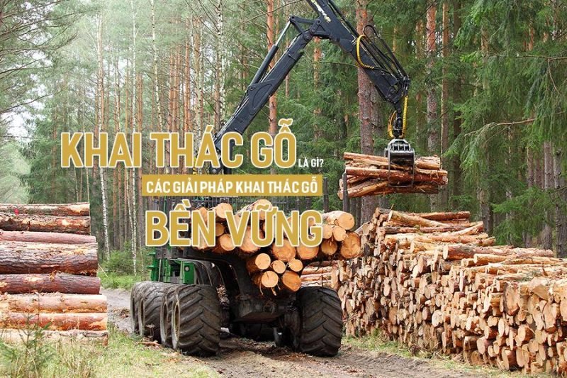 Thiết bị khai thác gỗ hiện đại và các thuật ngữ tiếng Anh liên quan đến máy móc khai thác gỗ