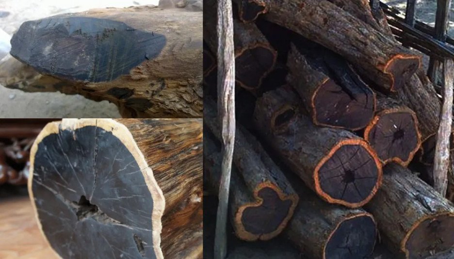 Thớ gỗ mun sừng màu đen tuyền