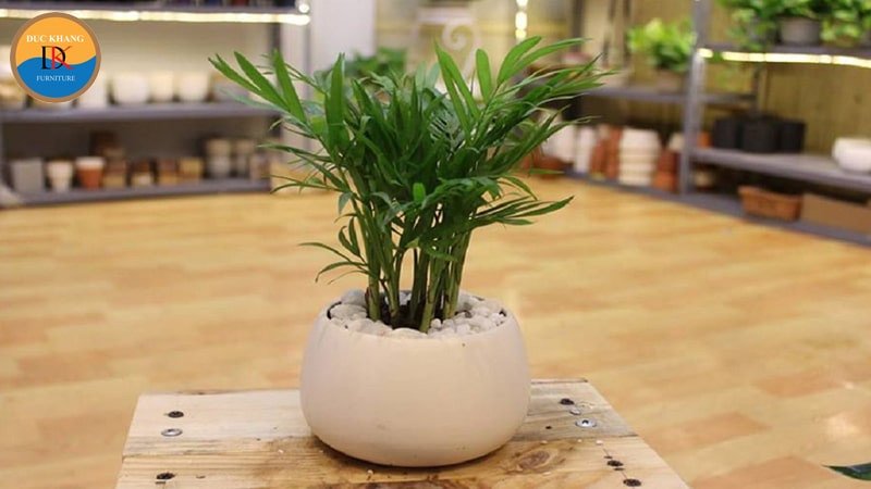 Tìm hiểu cây cau tiểu trâm hợp mệnh gì để mang lại may mắn
