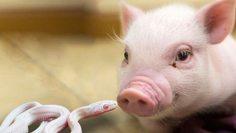 Tính cách người sinh năm 2031