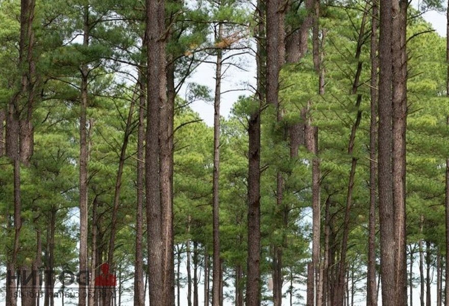 Toàn cảnh rừng cây thông xanh tươi