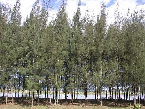 Đặc điểm thớ gỗ và màu sắc của gỗ cây dương (phi lao) khi được cắt ngang