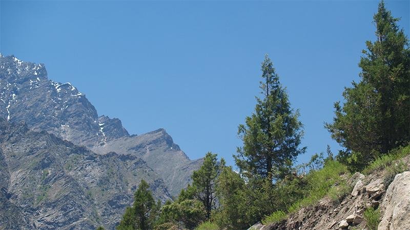 Chi tiết bề mặt tôm gỗ hoàng dương màu vàng kem siêu mịn đặc trưng