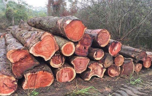 Cận cảnh bề mặt và vân gỗ hương đá tự nhiên sắc nét và độc đáo