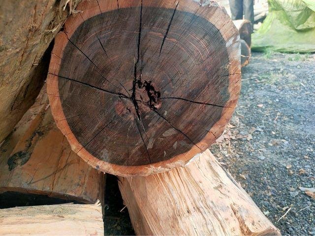 Gỗ lim đen là gì và cận cảnh vân gỗ lim đen đặc trưng