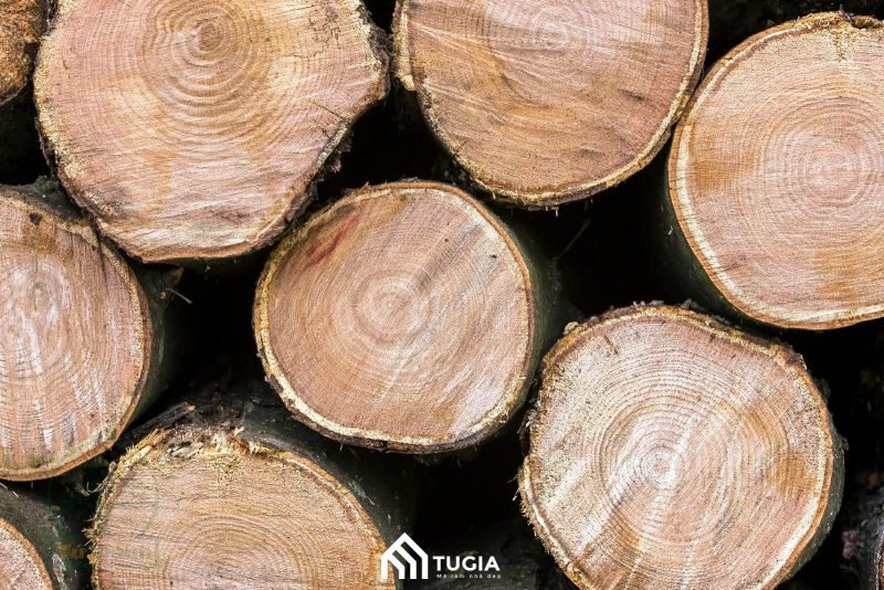 Đặc điểm vân gỗ phay tự nhiên đẹp mắt và màu sắc đặc trưng của gỗ phay