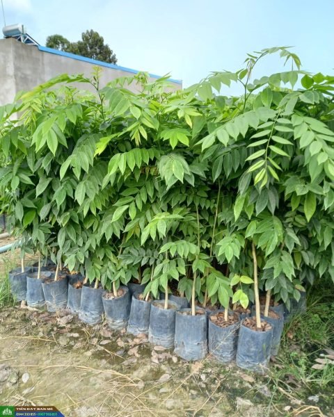 Hình ảnh cận cảnh vân gỗ và màu sắc đặc trưng của gỗ huỳnh đàn đỏ chất lượng cao