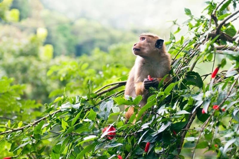 Tổng quan dự báo vận mệnh năm 2028 cho người tuổi Thân