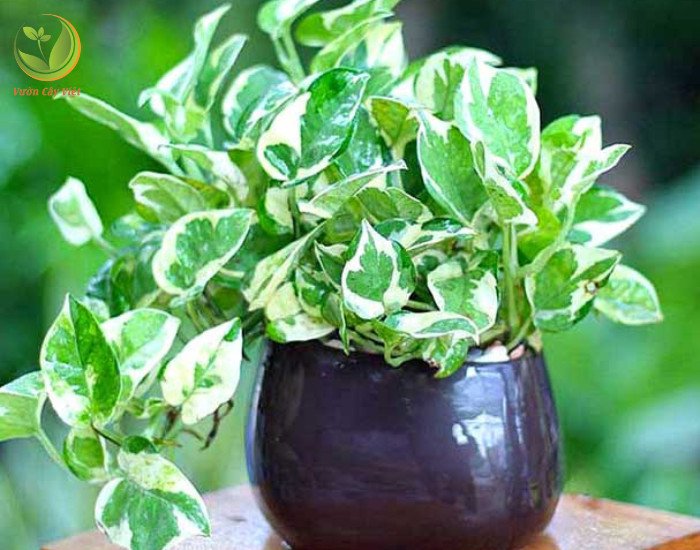 Trầu Bà Cẩm Thạch hợp mệnh gì