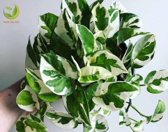 Trầu Bà Cẩm Thạch hợp mệnh Kim