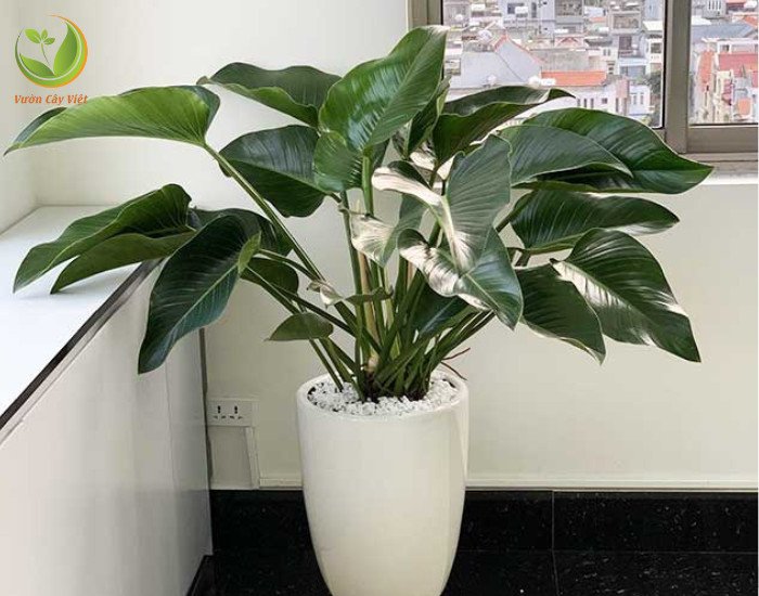 Trầu Bà De Vương xanh hợp mệnh gì trong phong thủy mang đến tài lộc